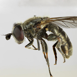 Eumerus strigatus